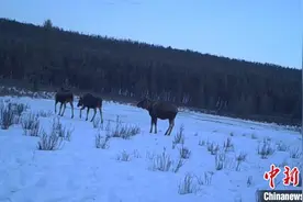 内蒙古大兴安岭一自然保护区驼鹿种群呈上升趋势图片