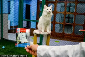 土耳其建造豪华梵猫“别墅”领养者还会获得猫咪“身份证”图片