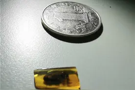 专家发现1亿年前萤火虫的祖先，它发光并不是为了求爱图片