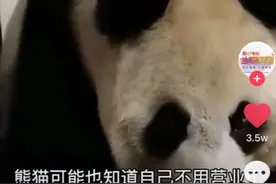 武汉动物园闭园两年，大熊猫彻底放飞自我：早上不起，晚上不睡图片