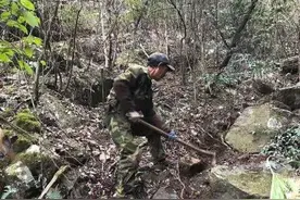深山里的野生金刚刺不仅能药用，淳安这个村还把它酿成了美酒图片