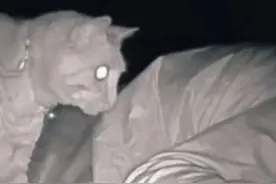 女子睡醒后感觉疲惫，一查监控：半夜被自家猫拍打4小时图片