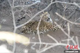 山西晋城警方侦破一起非法狩猎案 半山腰解救受伤金钱豹图片