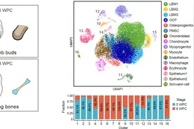 Cell Res：中国科学家解码早期人类胚胎骨骼干细胞起源图片