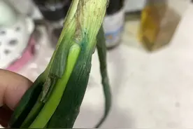 钱大妈也现“蓝色的葱”？企业：检测合格，洗干净后可食用图片