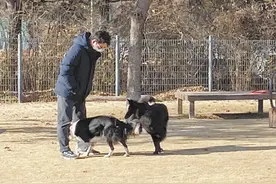 宠物饲养，规矩先行图片