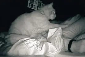 女子睡醒感到疲惫 查看监控发现自家猫半夜打了她4小时图片