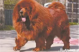 泉州城区禁养藏獒土狗等53种烈性犬 两个月内须自行处理图片