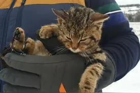 两男子雪地里发现冻僵小猫 竟是罕见濒危动物图片