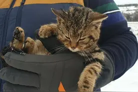 两男子雪地里发现冻僵小猫 竟是罕见濒危动物图片