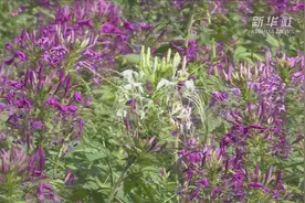 在最好的时节 约会泰国呵叻府视频封面