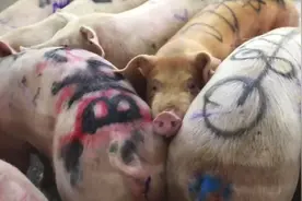 视频｜春节东莞猪肉够不够？贵不贵？官方回应来了图片