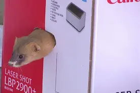 71秒 | 黄鼠狼被老鼠夹夹住 民警成功救助放归自然图片