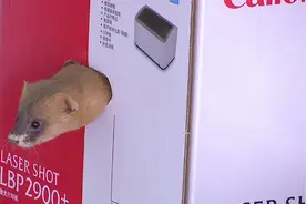 71秒 | 黄鼠狼被老鼠夹夹住 民警成功救助放归自然图片