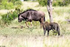 南非豹子与雌性角马激战5小时 成功捕食其幼崽图片