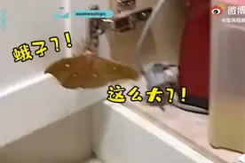 画面令人窒息！辽宁女子家蚕蛹孵化成蛾爬满橱柜，网友：家里没吃完的吧？图片