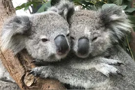 画面太温馨了！澳大利亚考拉宝宝互相拥抱相依相偎图片