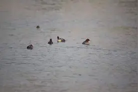 73秒 | 蓬莱阁下夕阳暖 鸬鹚戏水起波澜视频封面