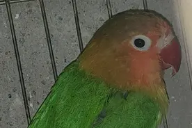 养殖门槛低，售价只有20元买卖：“烂大街”的鹦鹉，为何会有牢狱之灾？图片