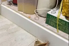 鸡皮疙瘩掉一地！没吃完的蝉蛹会从储物柜飞出来哦图片