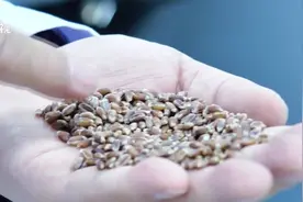 国内首个！高黄酮小麦新品种“山农蓝麦1号”“山农101”获审定视频封面