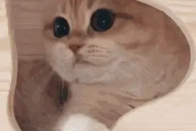养猫居然对身体有好处减少焦虑强化记忆图片