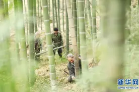 贵州赤水：竹产业助增收图片