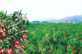 贡品融入百姓家图片