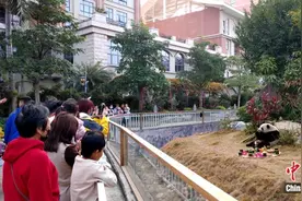 厦门大熊猫入乡随俗 乐享闽南“尾牙宴”图片
