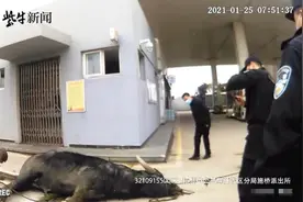 壮牛发疯狂奔，加油站里横冲直撞，警方将其击毙图片