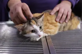 江苏大叔为30多只流浪猫做绝育，宠物医生受感动后免费服务