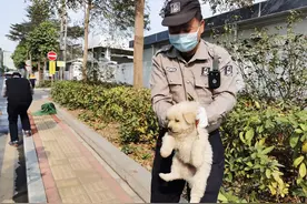 养禁养犬罚款5000！“睦犬行动”深圳依法收拾流浪犬96只图片