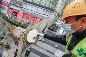 伤口“清零”，武汉清疮修复行道树图片