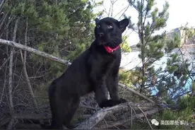 俄罗斯妹子养了只黑豹当宠物，还让狗子教黑豹打猎？！又猛又萌啊图片