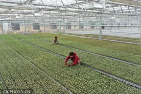 江苏睢宁：高效农业 助农增收图片