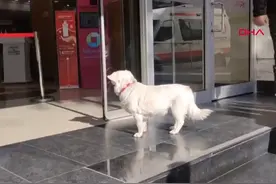 感人！主人生病住院，忠犬天天来医院门口等候图片