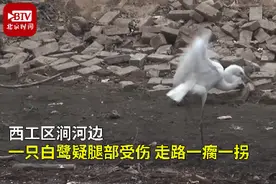 受伤白鹭遇好心钓鱼大爷，每天都来他身边讨鱼吃，大爷：一天至少30条图片