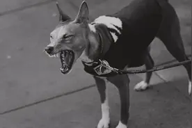 湖南一大爷被自家土狗咬伤左手后身亡，专家提醒：被自养动物咬伤也要引起重视图片