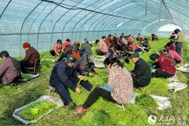 安徽阜南：芦蒿财源达“三江”图片