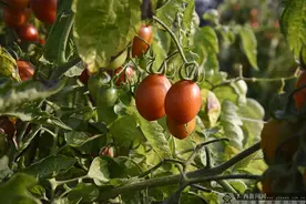 广西百色：圣女果收获季来了 供电部门助农“采收”图片