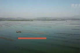 百年蚝乡万亩“蚝宅”迎来收获高峰期视频封面