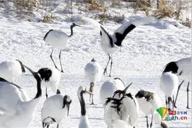 太美了！日本北海道丹顶鹤在雪地里优雅起舞图片