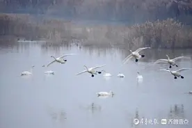 起飞！济南黄河沉砂池，天鹅们挥动翅膀凌空飞行图片