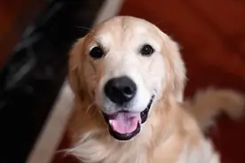 美国西南航空：乘客携带宠物登机，将不再免费图片