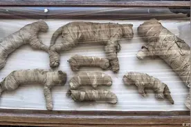 尼罗河来信︱众神之灵：古埃及的动物木乃伊图片