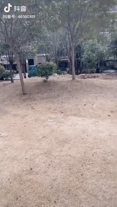 江苏宿迁一女子在树上上吊自杀，物业事后将树砍断图片