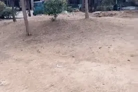 江苏宿迁一女子在树上上吊自杀，物业事后将树砍断图片