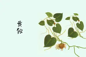你知道全身都是宝的黄独吗？图片