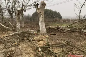 修剪还是乱剪？南京宁丹路数百棵梧桐树只剩两米高树干图片