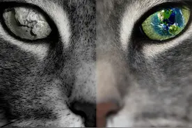 A股奇观：鼠年末尾“猫”炸了！都是“黑猫”谁更妖：一只8天翻倍险收“天地板”；一只利好“慢半拍”封涨停图片